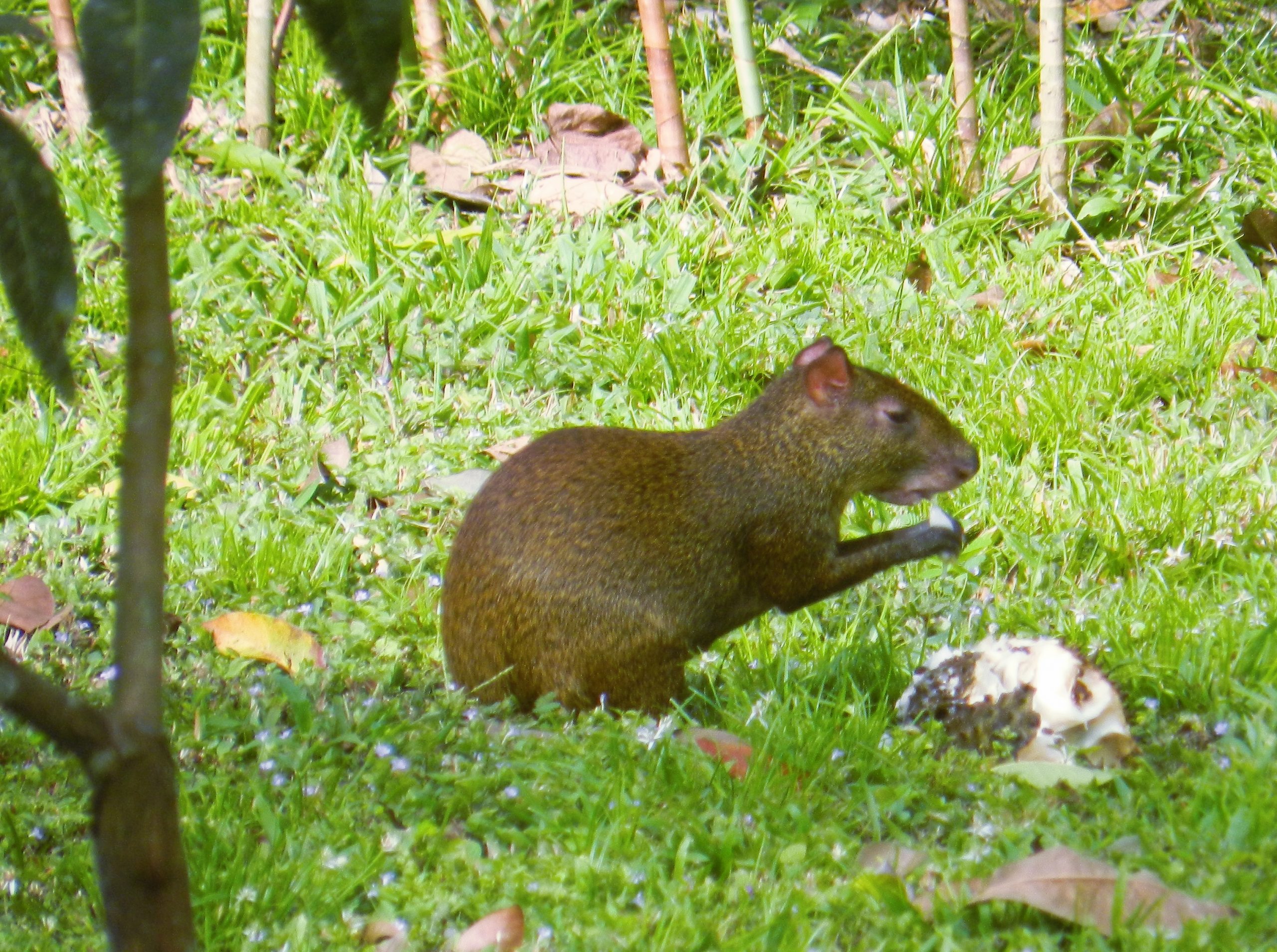 Agouti