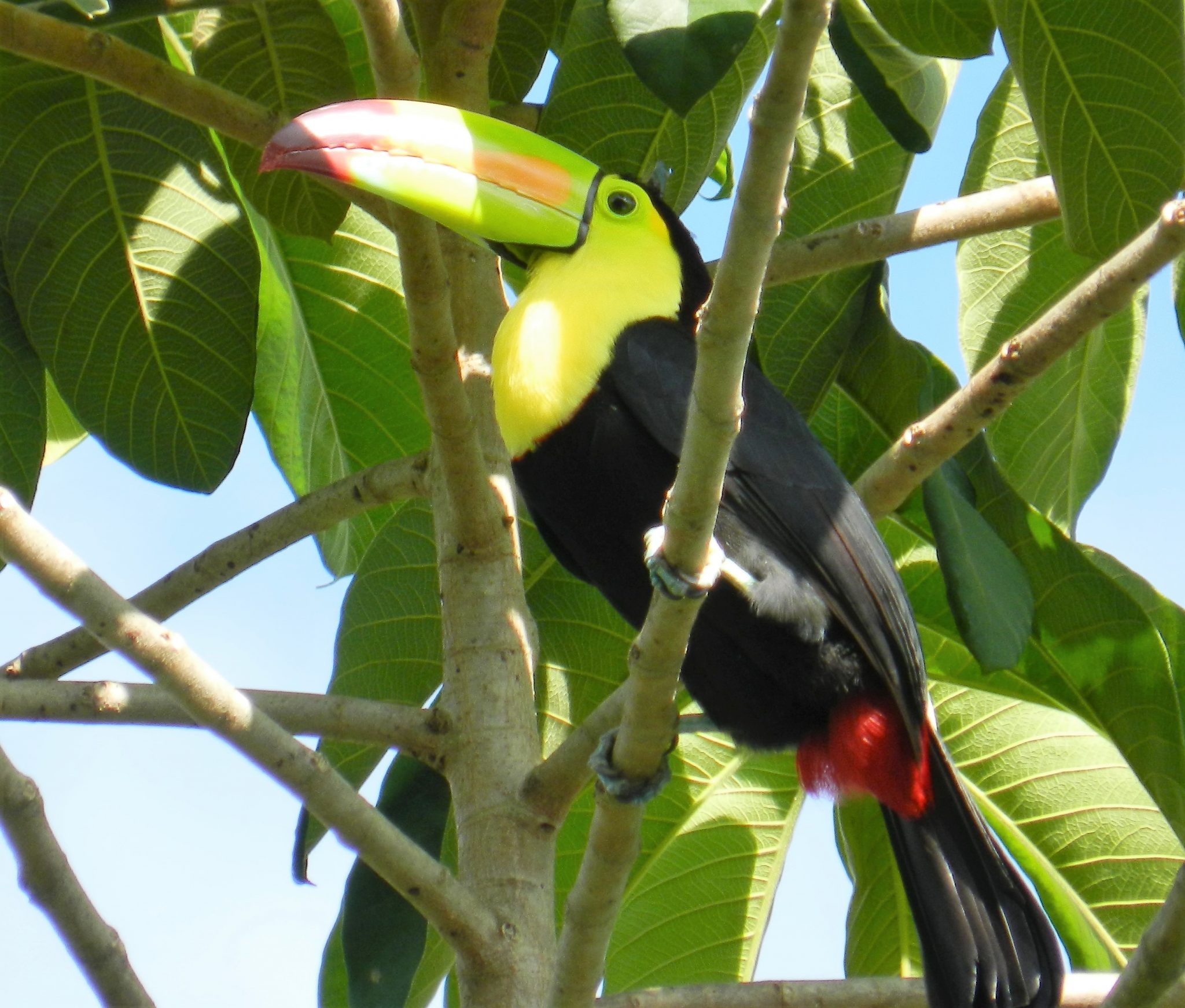 Toucan