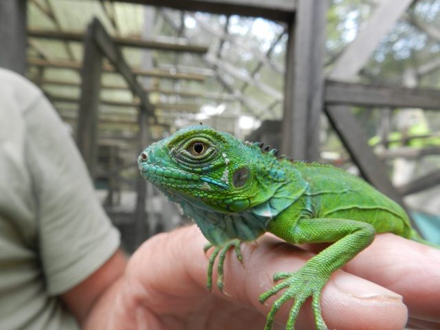 Baby Iguana