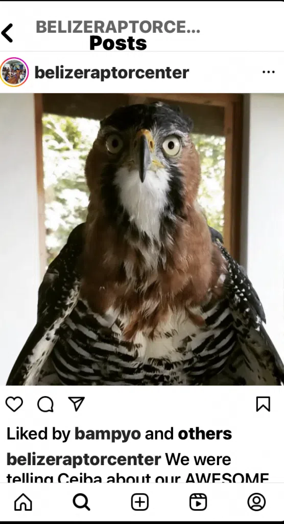 Belize Raptor Center