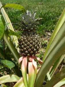 Gardening in Belize - Pineapple