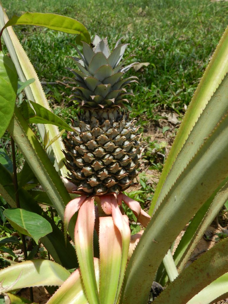 Gardening in Belize - Pineapple