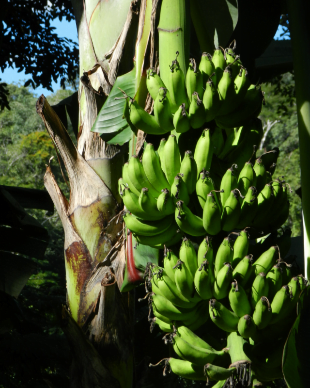 gardening in Belize
