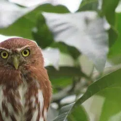 Birding Paradise - Pygmy Owl