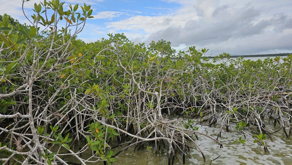 Mangroves