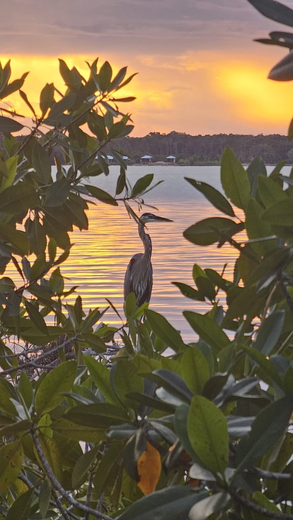 Belize Mangrove