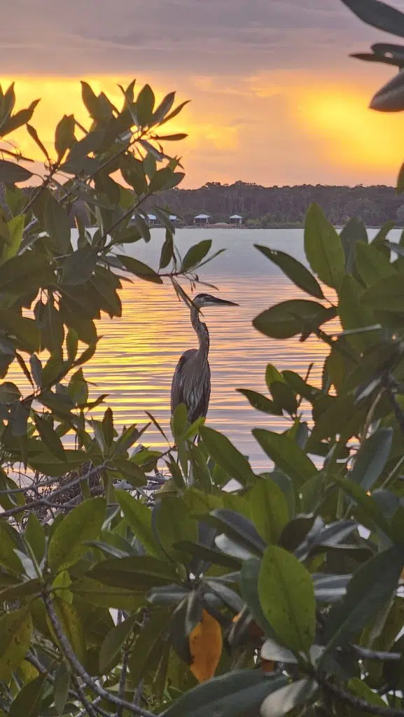Belize Mangrove