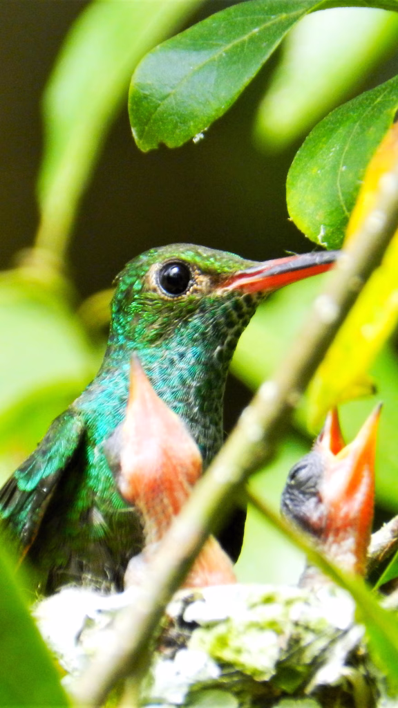 Hummingbirds at Lucky Dreamer Lodge