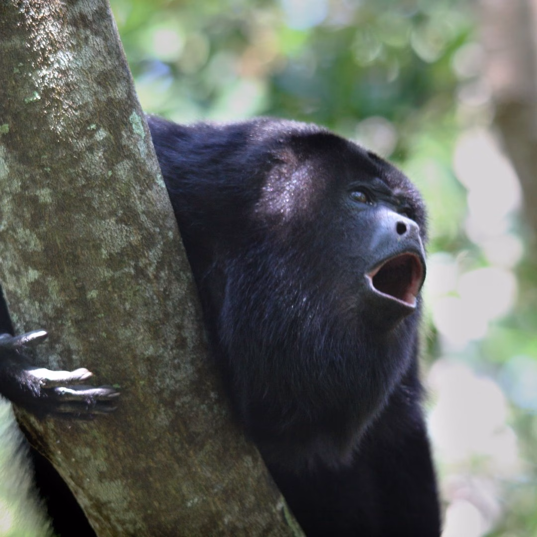 What to Hear and See in the Belize Jungle at Night: An Immersive Guide