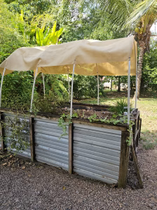 gardening in Belize - raised bed