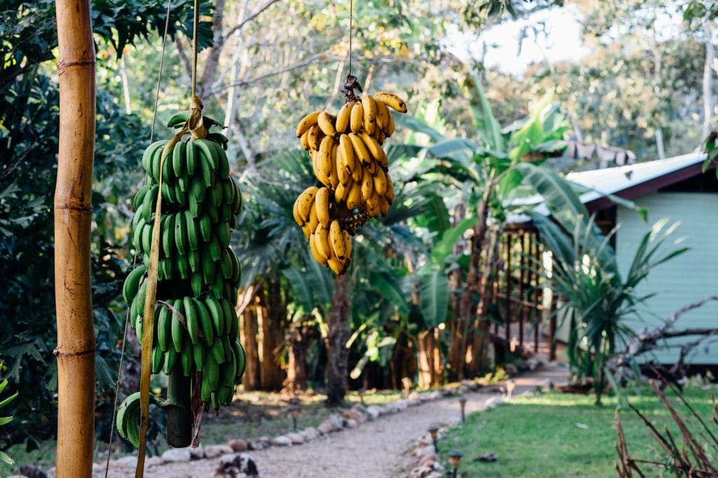 belize affordable authentic culture - Lucky Dreamer Lodge