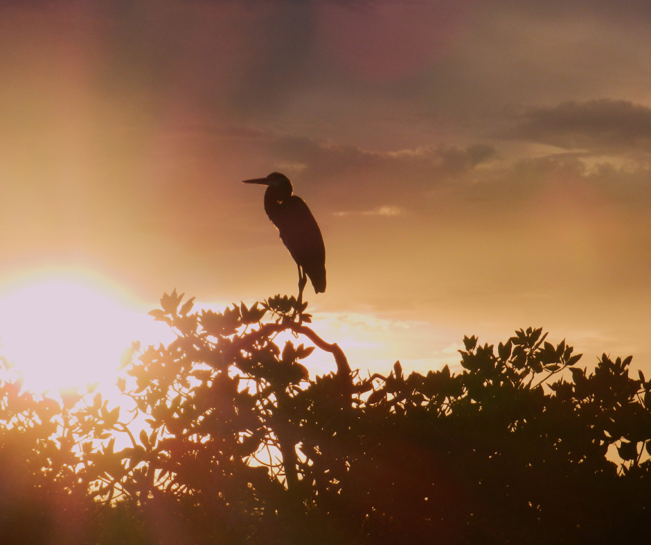 Egret at Placencia Lagoon