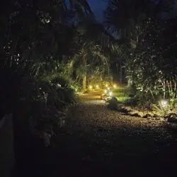 Belize jungle at night