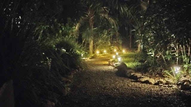 Belize Jungle at Night: An Immersive Guide on What to Hear and See