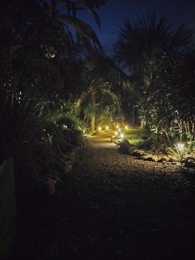Belize jungle at night