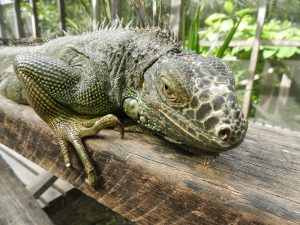 things to do in San Ignacio Belize