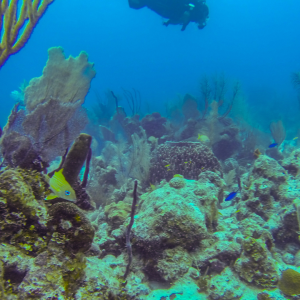 Eco-Tourism in Belize