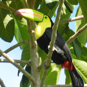 Eco-Tourism in Belize