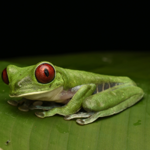 Eco-Tourism in Belize
